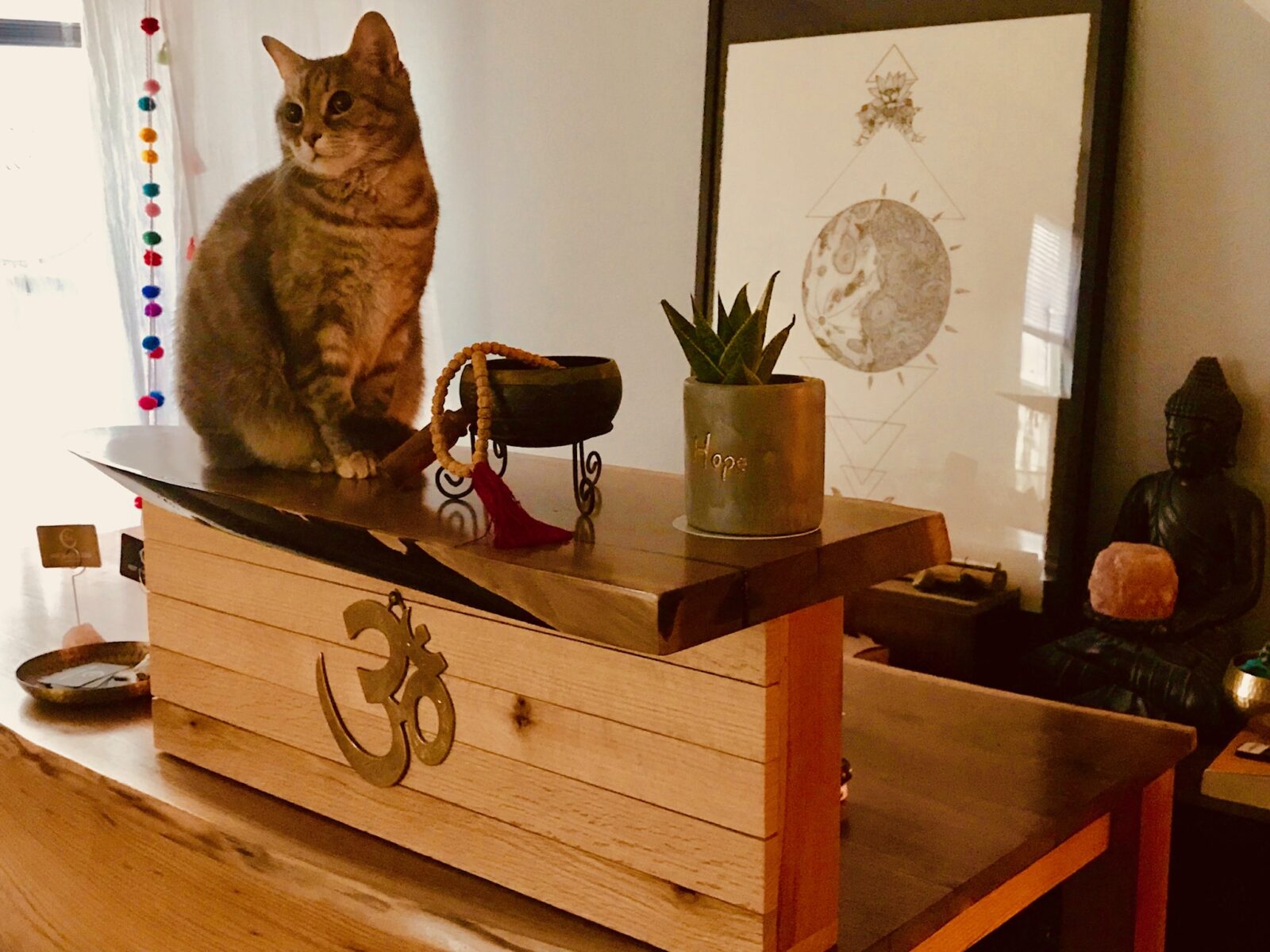 Our kitty cat offers her blessing to our reception desk, hand-crafted by Vine & Branch, right here on 146th Street